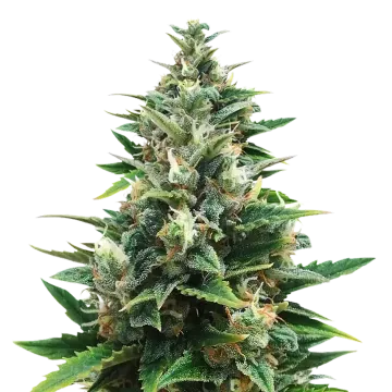CBD Harle-Tsu