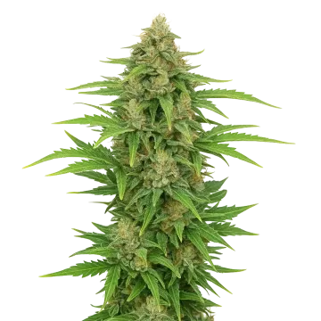 CBD Kush Auto