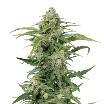 CBD Kush cannabis plant