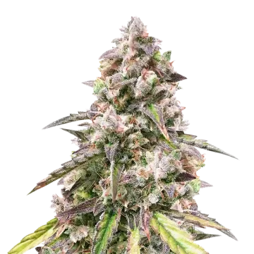 CBD Mango cannabis plant