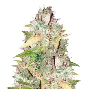 CBD Sugar cannabis plant