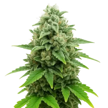 CBD White Widow Auto