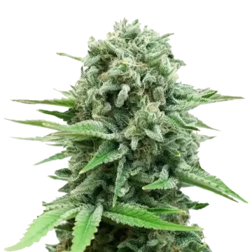 CBD White Widow