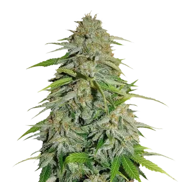 CBD Zenergy cannabis plant