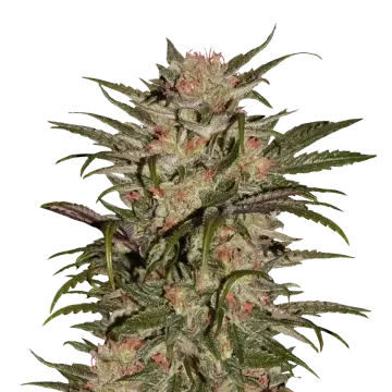 CBD Zkittlez cannabis plant