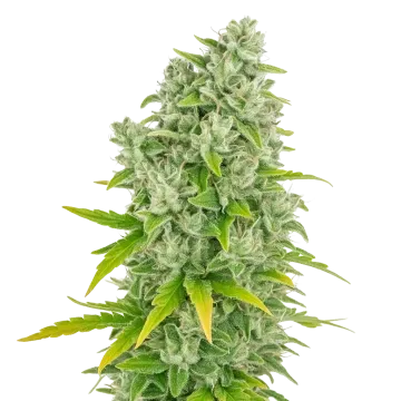 CBG Citrus Nectar Auto cannabis plant