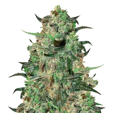 Cement Shoes cannabis plant