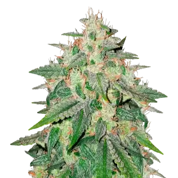 Cereal Milk cannabis plant