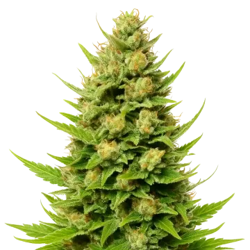 Cheese Auto