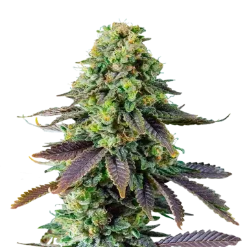 Chemdawg cannabis plant