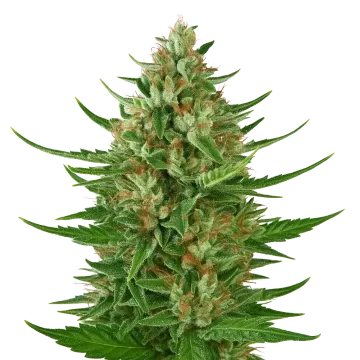 Cherry AK Auto cannabis plant