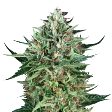 Cherry AK cannabis plant