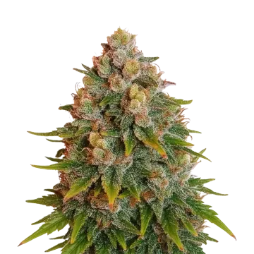 Cherry Pie Auto
