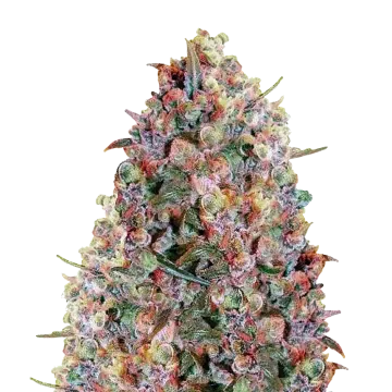 Cherry Pie cannabis plant