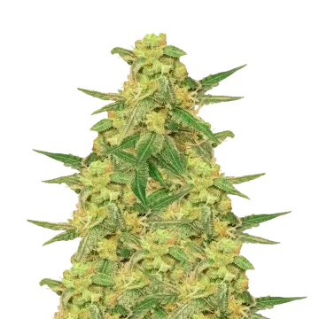 C. Banana