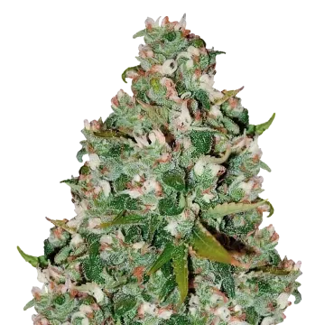 Chocolate Thai cannabis plant