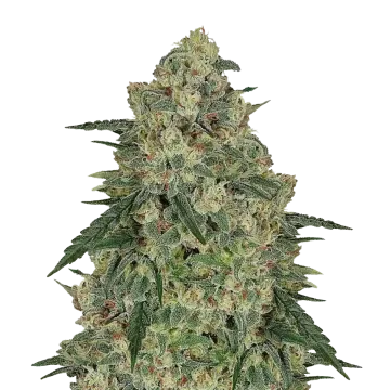 Chocolope cannabis plant