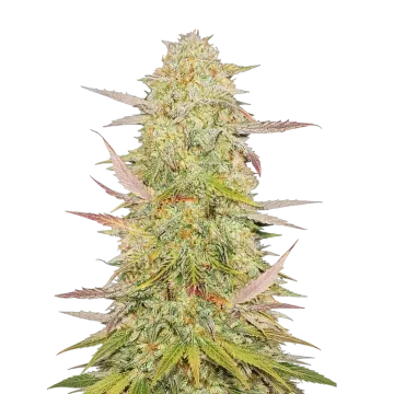 Chronic cannabis plant