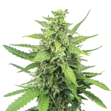 Cinderella 99 cannabis plant