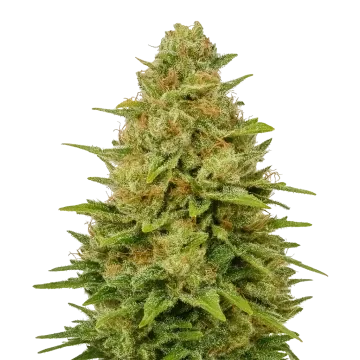 Colombian Gold Auto