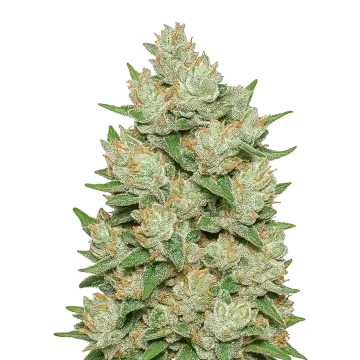 Cookies and Cream Auto cannabis plant