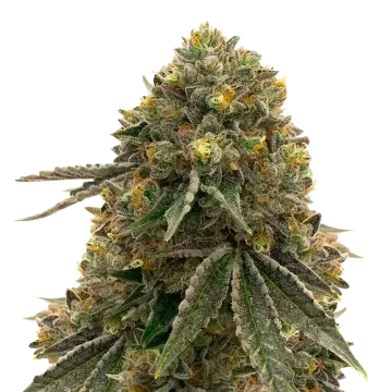 Critical 47