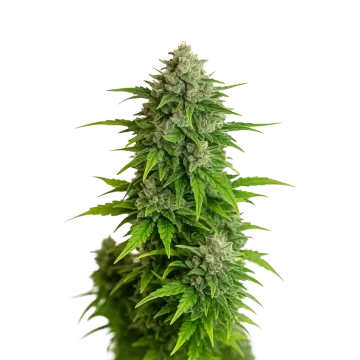 Critical Auto