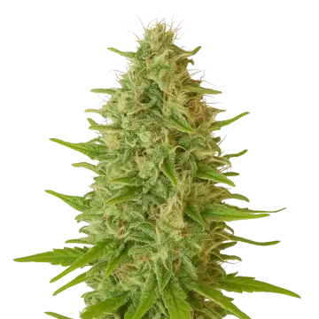 Critical Jack Auto cannabis plant