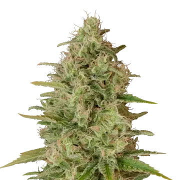 Critical Jack cannabis plant