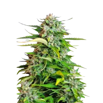 Critical cannabis plant