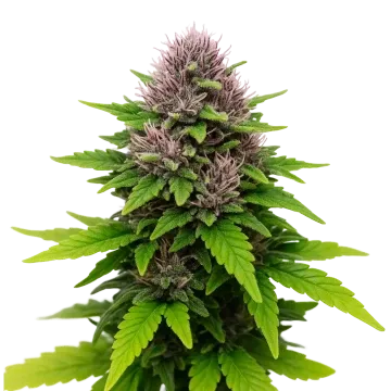 Critical Purple Auto