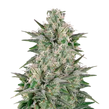 Critical White cannabis plant