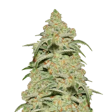Crystal cannabis plant