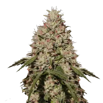 Death Star cannabis plant