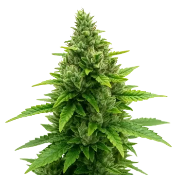 Diesel Auto cannabis plant