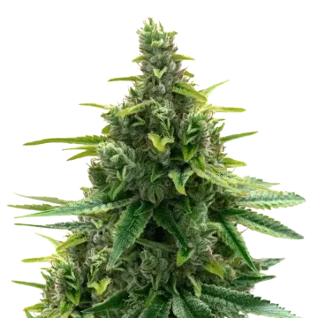 Diesel cannabis plant