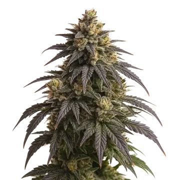 Do-si-Dos Auto cannabis plant