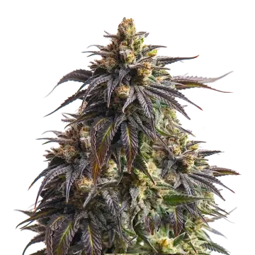 Do-si-Dos cannabis plant