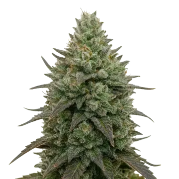 Donny Burger Cannabispflanze