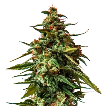 Doug's Varin cannabis plant