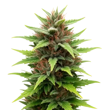 Durban Poison Auto