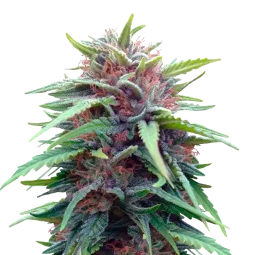 Durban Poison