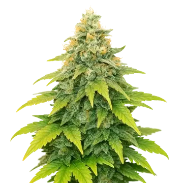 Fat Bastard Auto