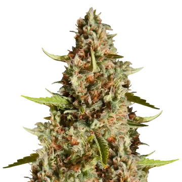 Fire OG cannabis plant