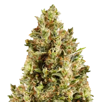 Forbidden Fruit cannabis plant