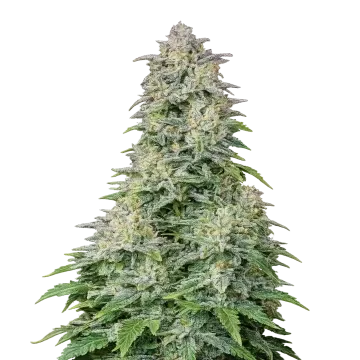 Forbidden Runtz Auto cannabis plant