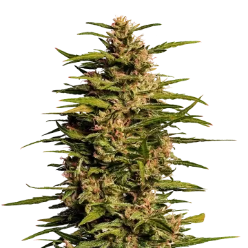 Fruity Pebbles cannabis plant