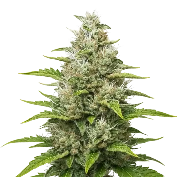 Future #1 Auto