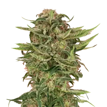 G13 Cannabispflanze