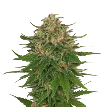 G13 Auto cannabis plant